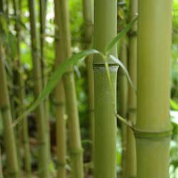 Bambou Phyllostachys atrovaginata